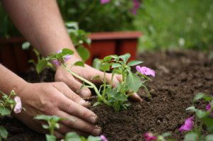 Planting can boost curb appeal